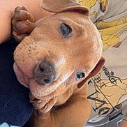 Ruby a rejoint le concours — aidez-le/la à gagner de superbes lots ! puppy, dog, pet, cute, brown, fur, lap, person, tattoo, shirt, cartoon, character, indoor, cuddle, closeup, animal, relaxing, resting, young, companion