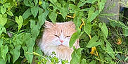 Cleo is registered to the contest to win money with this photo: cat, fluffy, greenery, leaves, plants, outdoor, nature, animal, pet, feline, garden, bush, vegetation, wood, curious, hidden, relaxed, cute, fur, whiskers