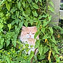 cat, fluffy, greenery, leaves, plants, outdoor, nature, animal, pet, feline, garden, bush, vegetation, wood, curious, hidden, relaxed, cute, fur, whiskers
