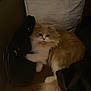 Cleo is registered to the contest to win money with this photo: cat, fluffy, orange, white, couch, pillow, indoor, pet, relaxing, furry, animal, feline, domestic, quiet, resting, soft, home, cozy, fur, sleepy