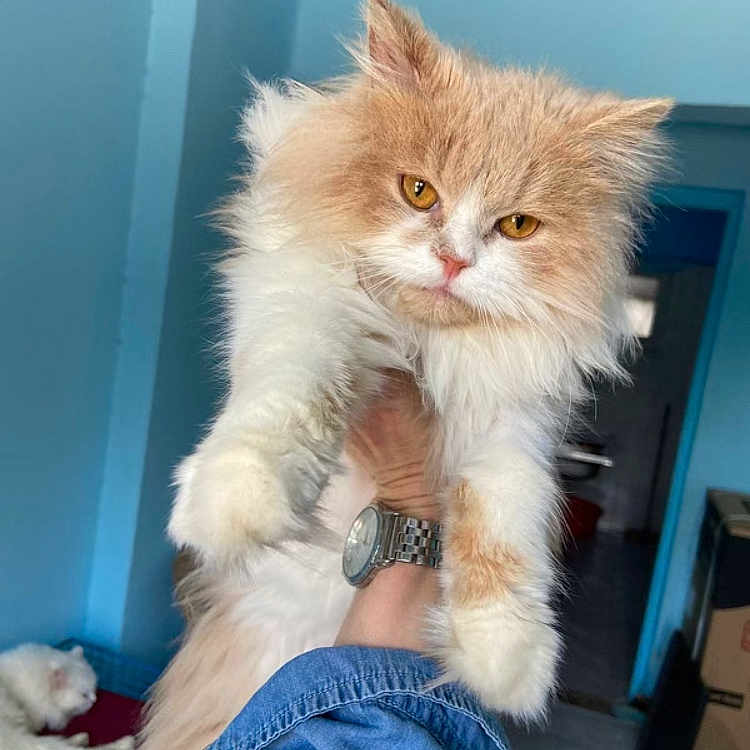 Cleo joined the competition — help win amazing prizes! animal, blue_wall, cardboard_box, cat, close_up, cream_and_white, cute, denim_sleeve, domestic, doorway, feline, fluffy_cat, furniture, grumpy_expression, indoor, living_room, person_hand, pet, relaxed_cat, watch