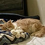 Cleo is registered to the contest to win money with this photo: cat, sleeping, fluffy, orange, white, blanket, bed, cozy, indoor, fur, resting, pet, animal, quiet, relaxing, home, feline, soft, cute, napping