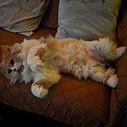 Cleo joined the competition — help win amazing prizes! cat, fluffy, lying_down, couch, indoor, relaxed, pet, fur, whiskers, paws, cute, cozy, animal, feline, home, sleepy, resting, domestic, soft, mammal