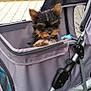 puppy, dog, pet_stroller, outdoor, grass, greenery, brick_wall, mesh, fabric, small_dog, cute, fluffy, animal, pet, canine, young_dog, fur, ears, face, curious
