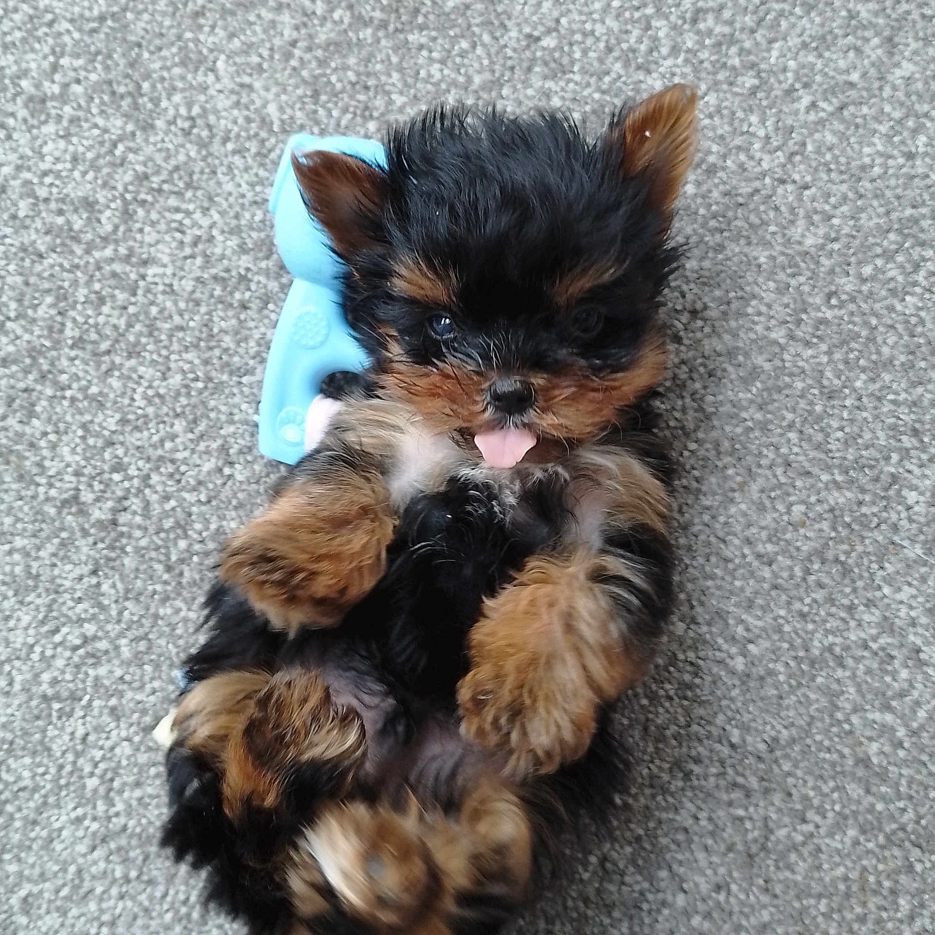 Theo