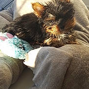 Theo is registered to the contest to win money with this photo: animal, blanket, comfort, cozy, curious, cute, dog, fluffy, fur, indoor, pet, plush, puppy, relaxation, resting, small_dog, soft, sunlight, toy, window