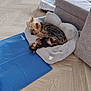 Theo is registered to the contest to win money with this photo: dog, pet_bed, floor, wooden_floor, couch, blue_mat, indoor, sleeping, cozy, small_dog, curled_up, furry, resting, companion, animal, cute, fur, relaxing, home, comfort