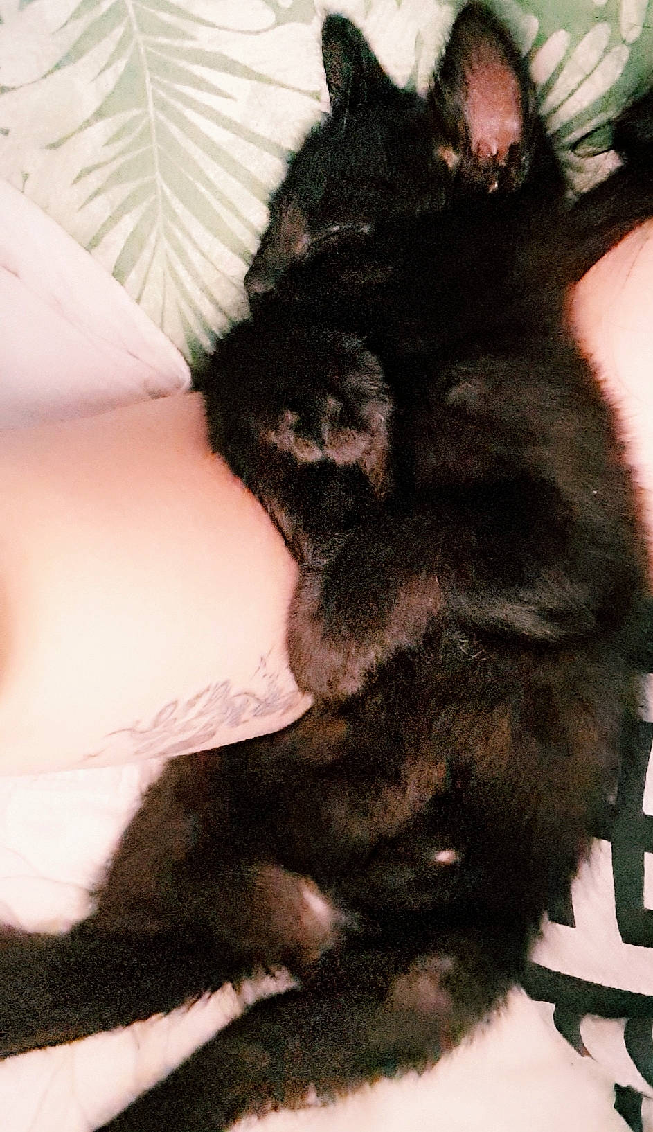 Puma a rejoint le concours — aidez-le/la à gagner de superbes lots ! black_cat, black_hair, carnivore, cat, claw, ear, felidae, fur, small_to_medium_sized_cats, tail, whiskers