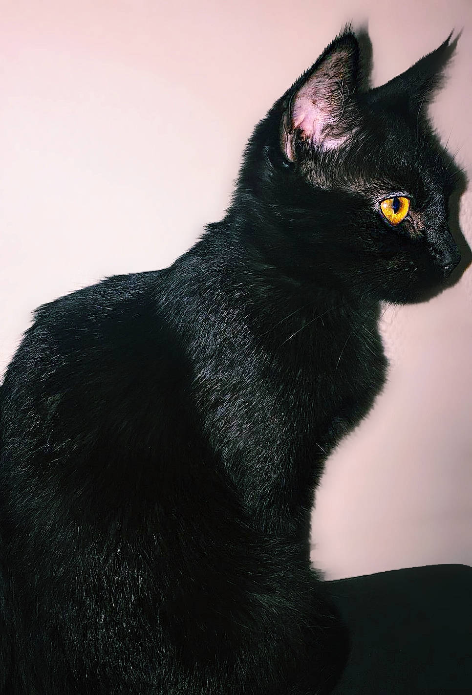 Puma participe au concours pour gagner de l'argent avec cette photo : asian, black_cat, bombay, carnivore, cat, domestic_short_haired_cat, felidae, german_rex, mammal, rex_cat, small_to_medium_sized_cats, snout, tail, vertebrate, whiskers