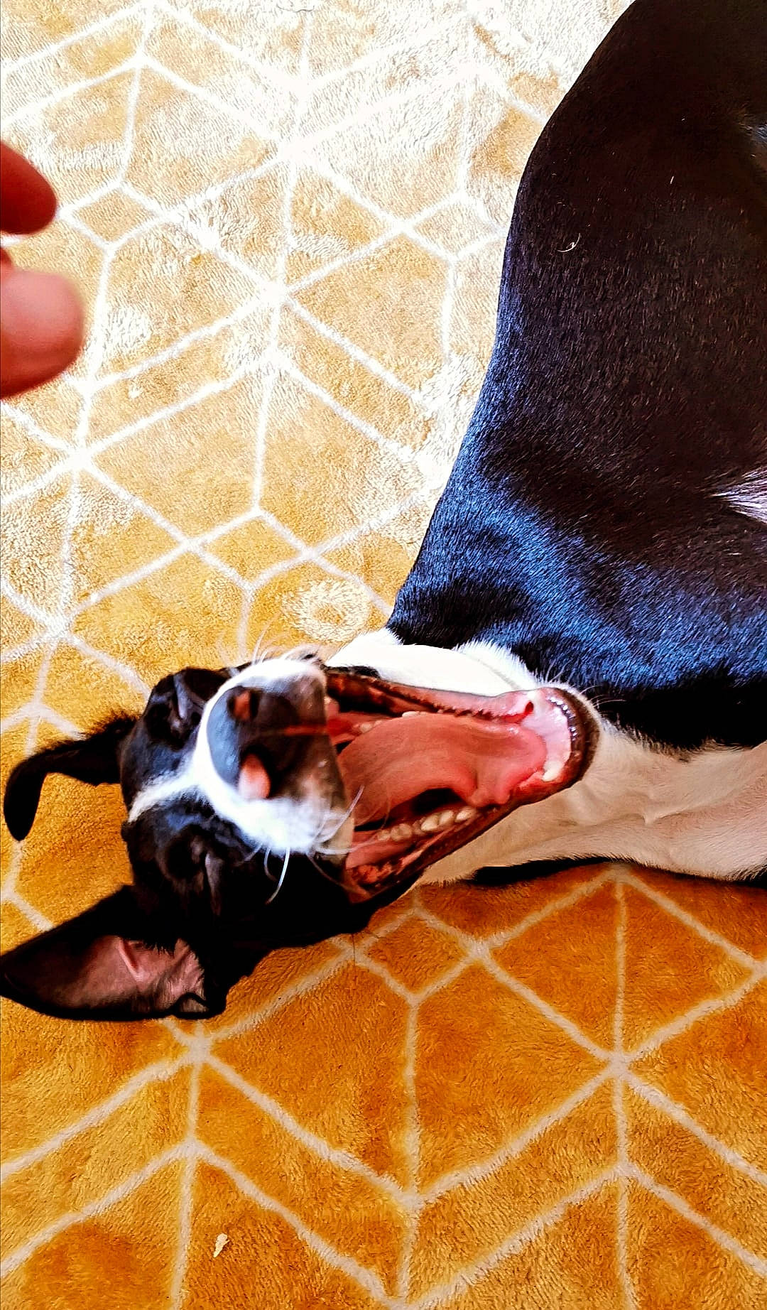 Masta participe au concours pour gagner de l'argent avec cette photo : basset_hound, boston_terrier, canidae, carnivore, dog, dog_breed, fawn, floor, flooring, paw, pointer, snout, sporting_group, tile