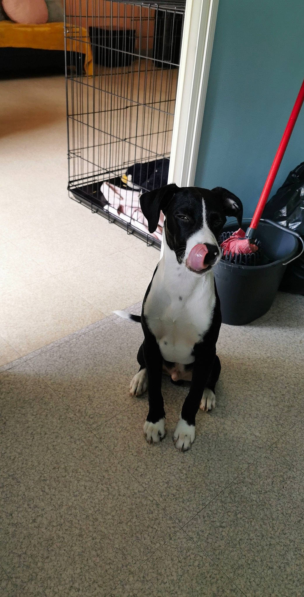 Masta participe au concours pour gagner de l'argent avec cette photo : american_pit_bull_terrier, american_staffordshire_terrier, canidae, carnivore, companion_dog, dog, dog_breed, fawn, mammal, non_sporting_group, pit_bull, puppy, rare_breed_dog, snout, sporting_group, staffordshire_bull_terrier, tail, vertebrate