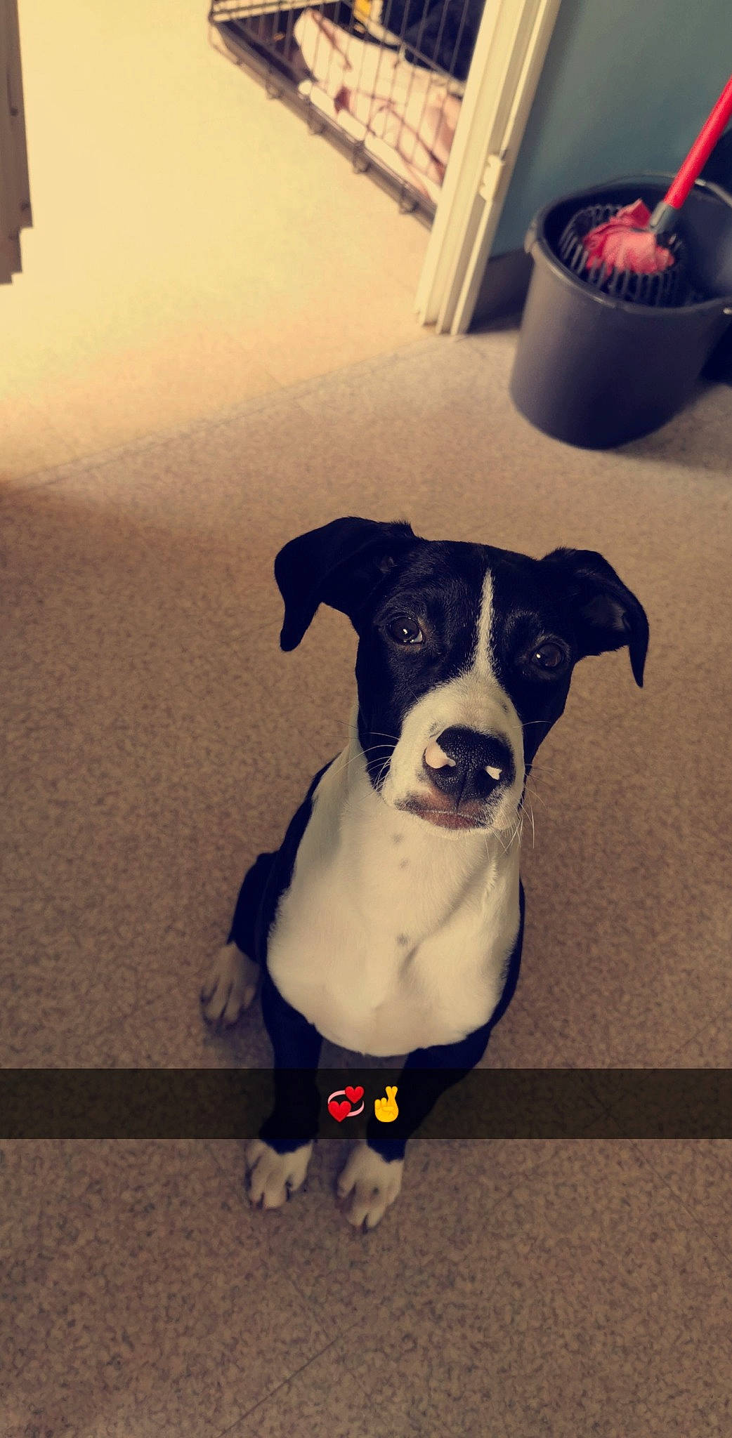 Masta participe au concours pour gagner de l'argent avec cette photo : american_pit_bull_terrier, american_staffordshire_terrier, canidae, carnivore, collar, dog, dog_breed, dog_collar, fawn, mammal, non_sporting_group, pit_bull, snout, sporting_group, tail, vertebrate