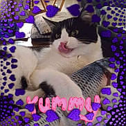 Luna is registered to the contest to win money with this photo: cat, black_and_white, pet, animal, close_up, portrait, licking, tongue, whiskers, eyes, ears, nose, fur, lying_down, blanket, cozy, indoor, purple_hearts, pink_text, text_overlay