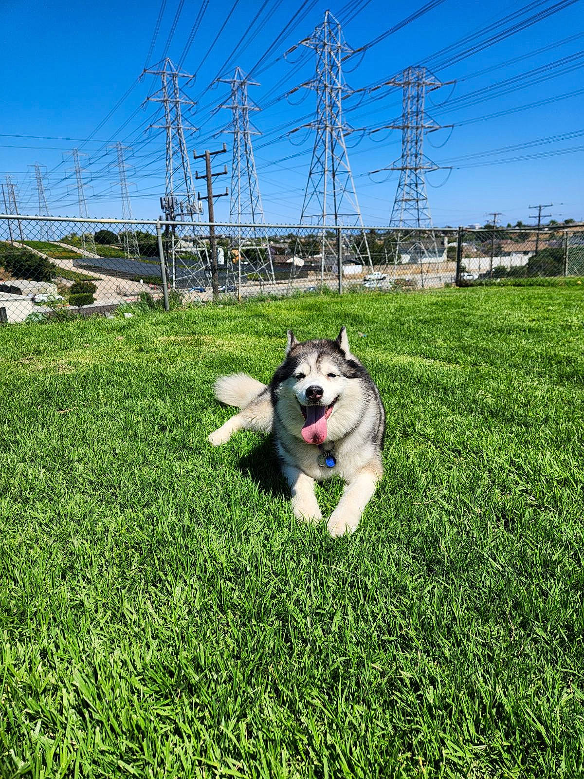Sassy is registered to the contest to win money with this photo: carnivore, collar, companion_dog, dog, dog_breed, electrical_supply, electricity, grass, grassland, landscape, lawn, overhead_power_line, pasture, plant, shrub, sky, snout, soil, toy_dog, transmission_tower