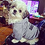 dog, hoodie, clothing, sitting, indoor, living_room, television, fireplace, furniture, pet, cute, fluffy, white, brown, black, leather, table, cozy, home, casual
