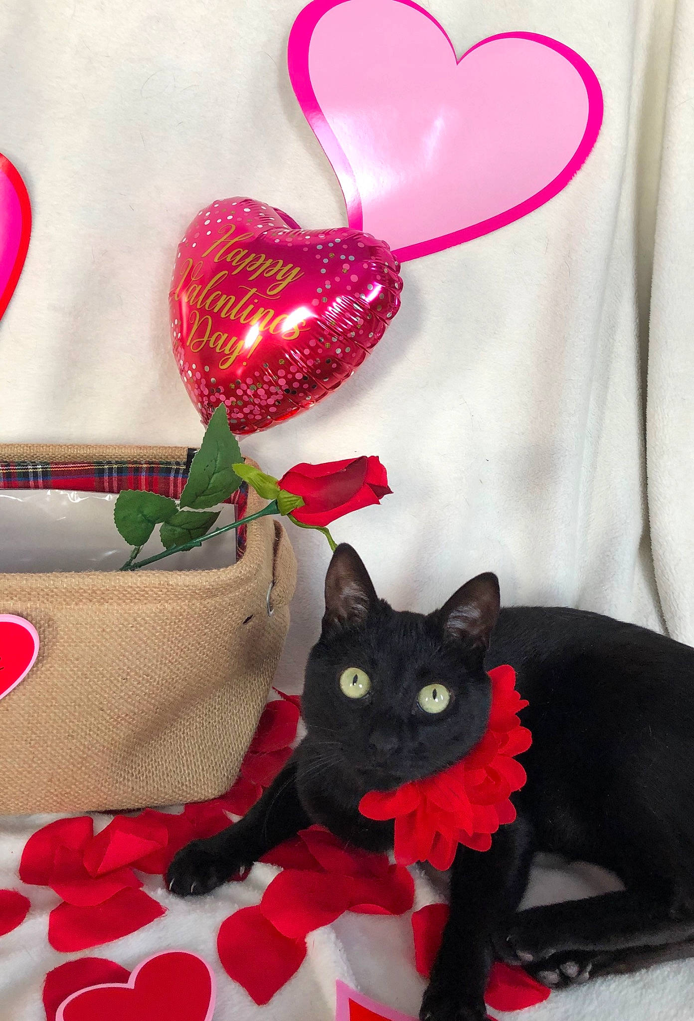 Elphie is registered to the contest to win money with this photo: black_cat, carnivore, cat, felidae, heart, kitten, love, organ, pink, plant, red, small_to_medium_sized_cats, tail, valentines_day, whiskers