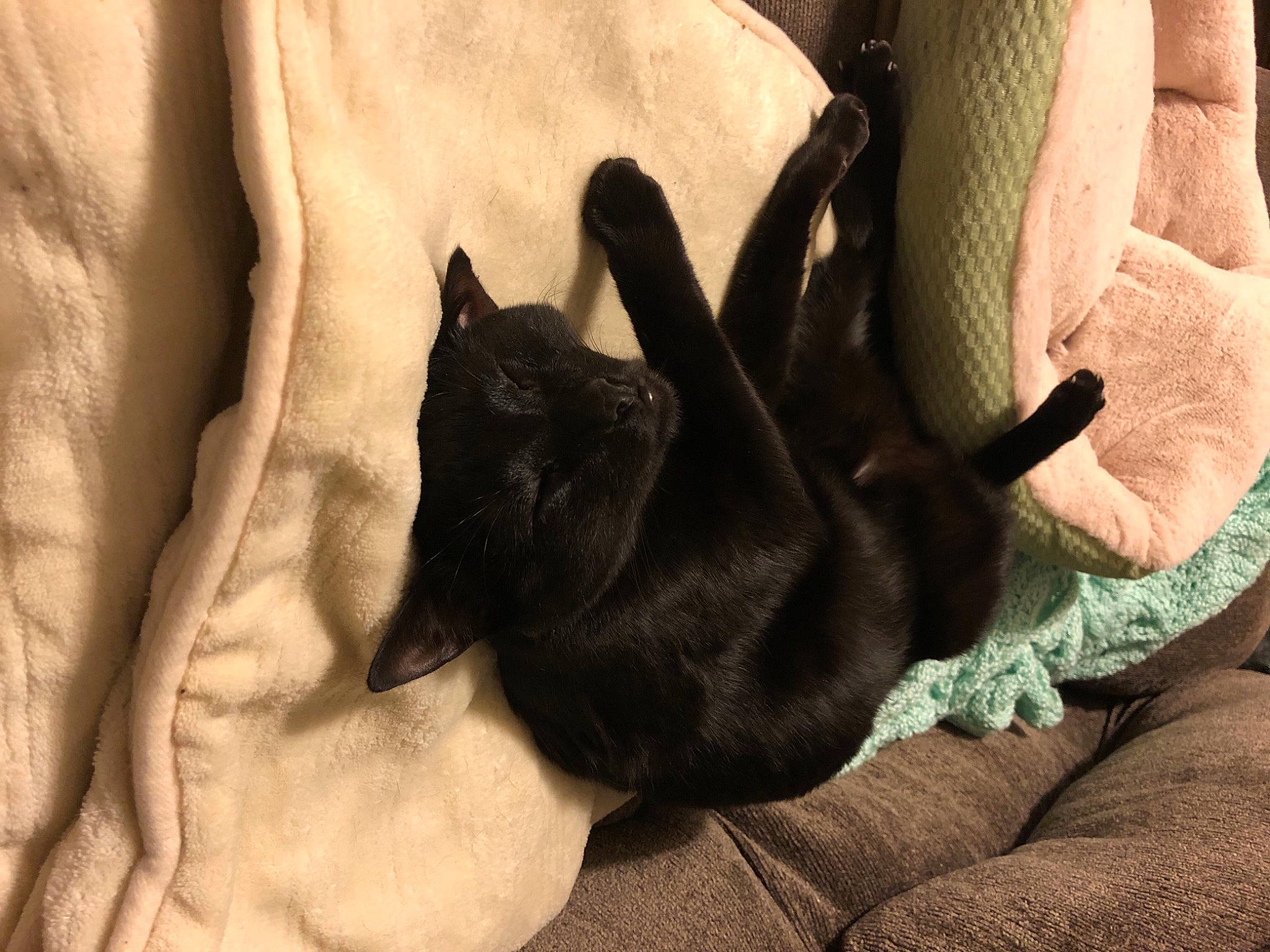 Elphie joined the competition — help win amazing prizes! black_cat, brown, carnivore, cat, claw, comfort, companion_dog, dog_breed, ear, felidae, fur, grey, linens, paw, small_to_medium_sized_cats, tail, terrestrial_animal, textile, tints_and_shades, whiskers