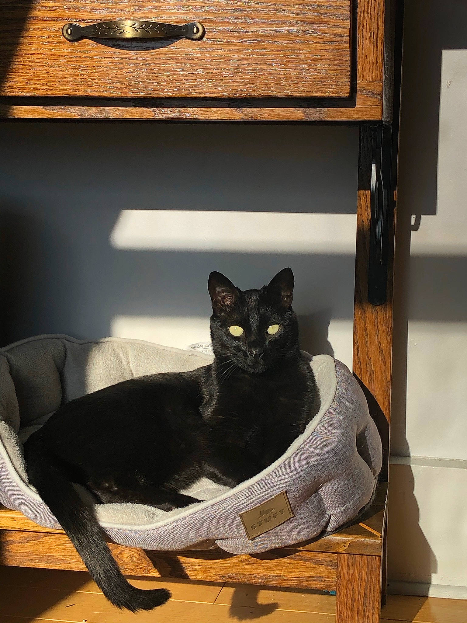 Elphie is registered to the contest to win money with this photo: black, bombay, cabinetry, carnivore, cat, cat_supply, comfort, domestic_short_haired_cat, door, drawer, felidae, grey, hardwood, interior_design, room, small_to_medium_sized_cats, tail, whiskers, window, wood
