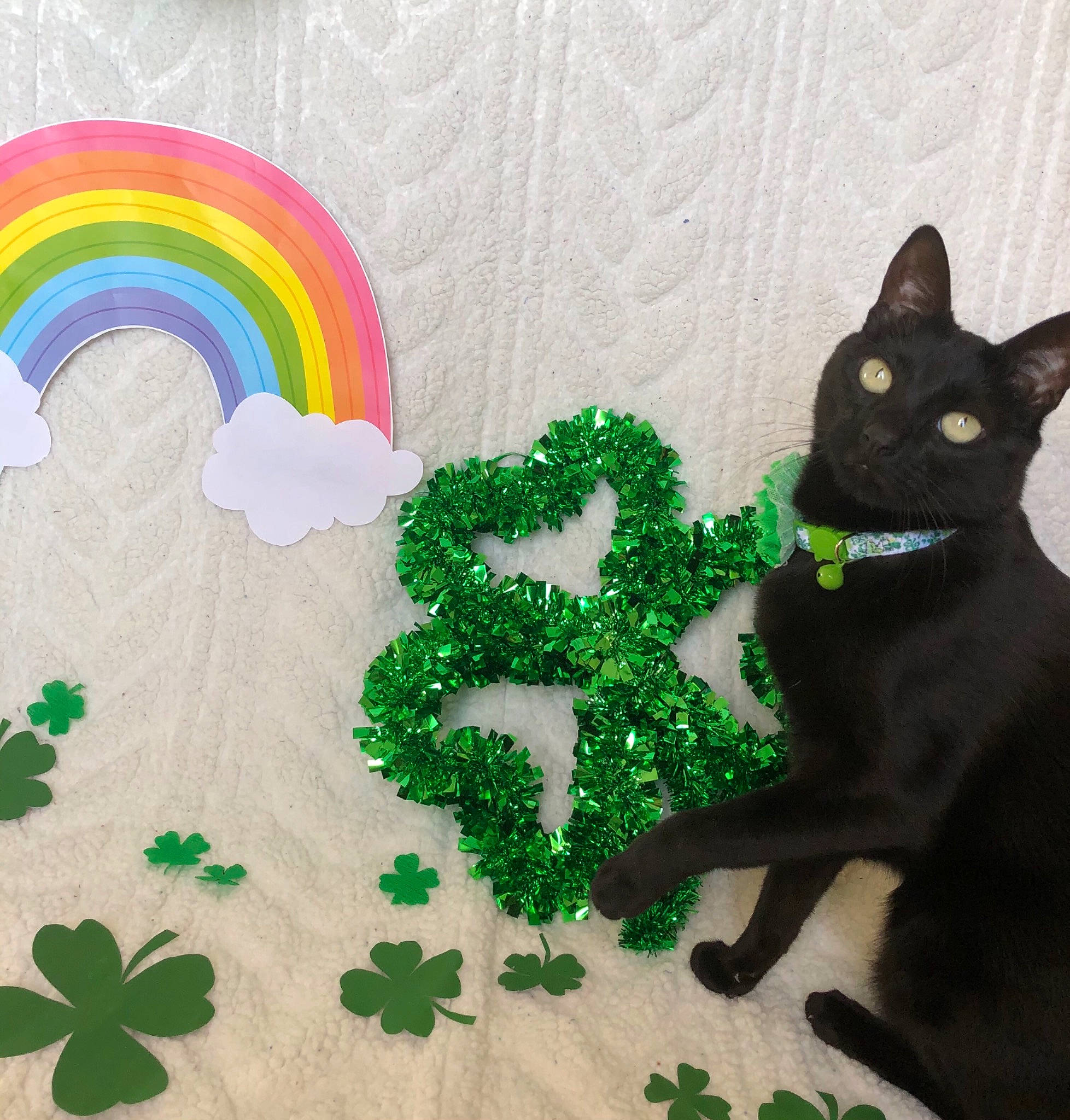 Elphie joined the competition — help win amazing prizes! art, black_cat, bombay, carnivore, cat, circle, domestic_short_haired_cat, felidae, font, grass, green, organism, pattern, plant, rainbow, small_to_medium_sized_cats, symbol, tail, whiskers, white