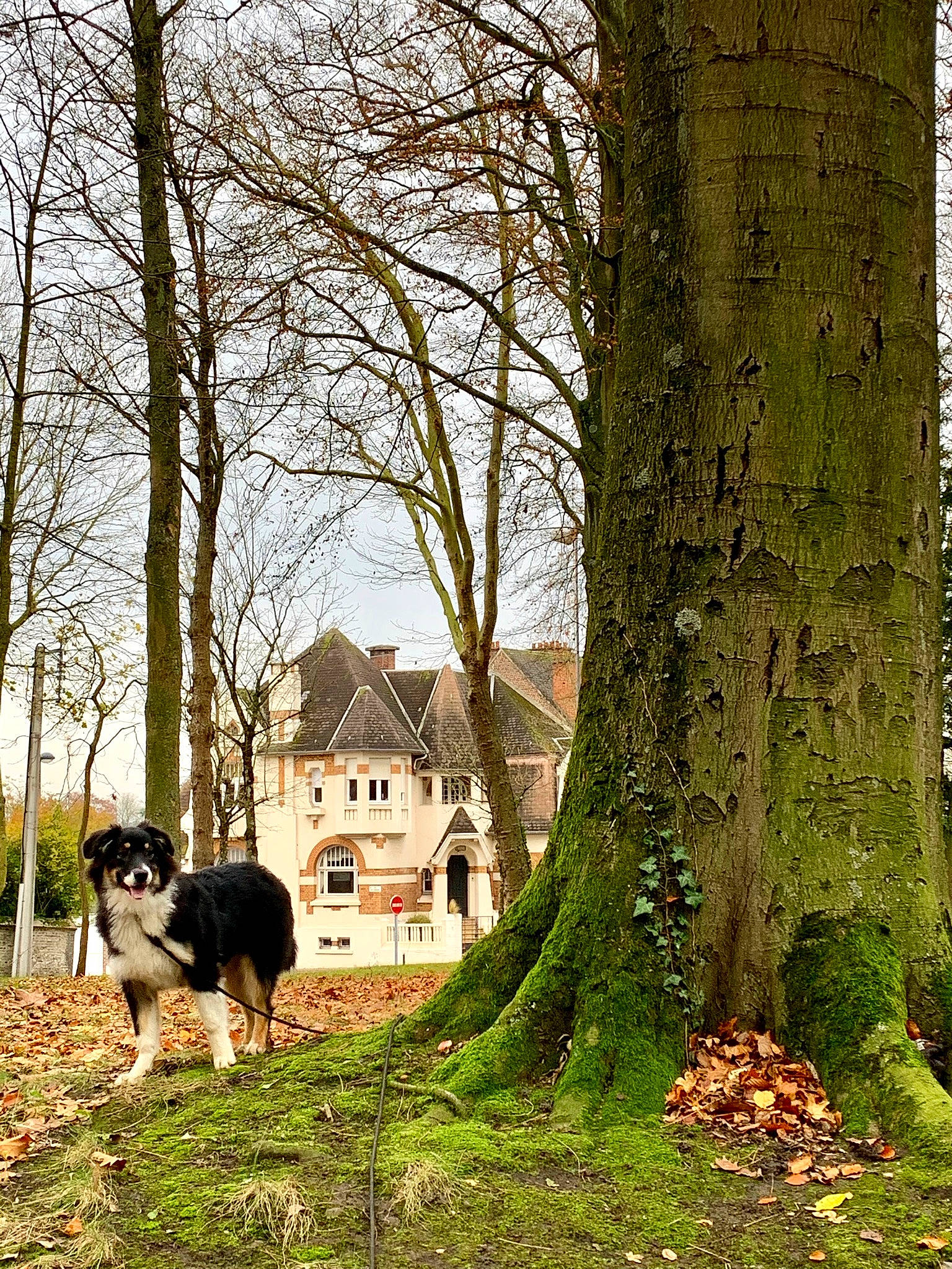Lika participe au concours pour gagner de l'argent avec cette photo : autumn, border_collie, branch, canidae, carnivore, dog, dog_breed, dog_walking, entlebucher_mountain_dog, forest, grass, home, house, leaf, plant, spring, tree, trunk, woody_plant, working_dog