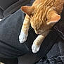 cat, kitten, orange_cat, white_paws, pet, animal, lap, clothing, jeans, relaxation, indoor, feline, cute, resting, sleepy, domestic_cat, fur, whiskers, paws, person