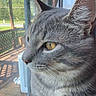 cat, gray_tabby, yellow_eyes, close_up, window, porch, outdoor, greenery, pet, animal, feline, whiskers, ear, fur, side_profile, daylight, reflection, domestic_cat, home, contemplative