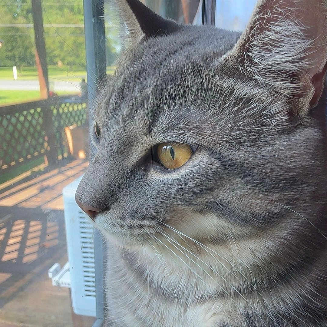 Baloo joined the competition — help win amazing prizes! cat, gray_tabby, yellow_eyes, close_up, window, porch, outdoor, greenery, pet, animal, feline, whiskers, ear, fur, side_profile, daylight, reflection, domestic_cat, home, contemplative