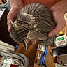 Baloo is registered to the contest to win money with this photo: kitten, cat, hands, gray, fur, curled_up, indoor, box, floor, wooden_floor, person, paw, small, cute, tabby, pet, domestic_animal, sleeping, cozy, holding