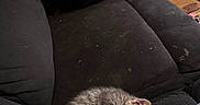 Baloo joined the competition — help win amazing prizes! kitten, cat, dog, black_dog, sleeping, couch, black_couch, indoor, pet, animal, furniture, relaxing, cozy, tabby, fur, resting, home, floor, door, person_leg