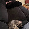 kitten, cat, dog, black_dog, sleeping, couch, black_couch, indoor, pet, animal, furniture, relaxing, cozy, tabby, fur, resting, home, floor, door, person_leg