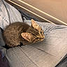 Baloo joined the competition — help win amazing prizes! kitten, cat, tabby, fur, eyes, lap, denim, jeans, person, indoor, wall, water_droplets, curious, pet, animal, cozy, soft, brown, beige, cute