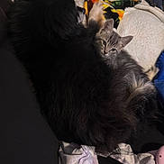 Baloo joined the competition — help win amazing prizes! dog, cat, kitten, pet, animal, cuddling, furry, black_dog, gray_cat, couch, blanket, cozy, indoor, resting, cute, snuggling, fur, companion, sleepy, relaxed