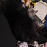 dog, cat, kitten, pet, animal, cuddling, furry, black_dog, gray_cat, couch, blanket, cozy, indoor, resting, cute, snuggling, fur, companion, sleepy, relaxed