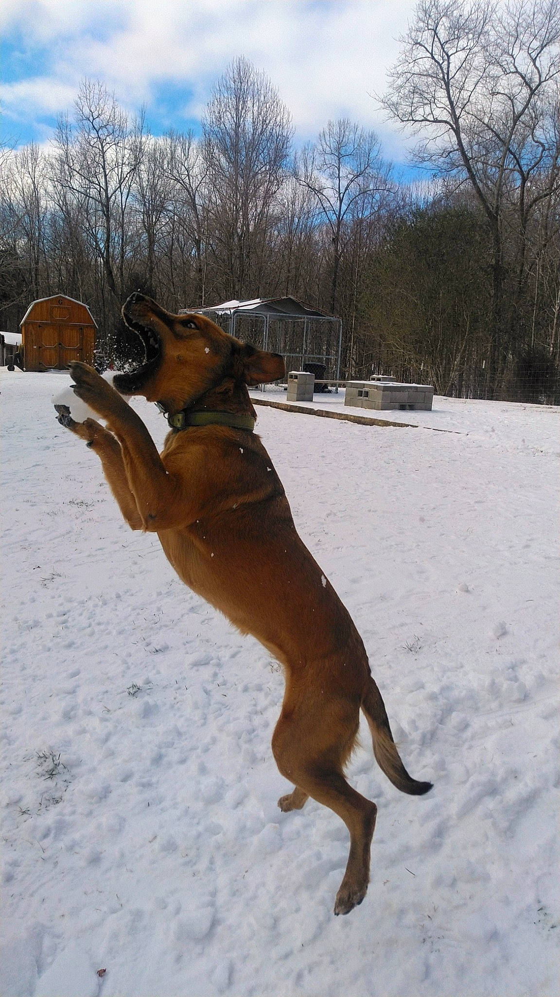 Hazel joined the competition — help win amazing prizes! canidae, carnivore, cloud, collar, dog, dog_breed, dog_collar, dog_supply, fawn, freezing, guard_dog, pet_supply, recreation, sky, slope, snow, sporting_group, tail, tree, winter