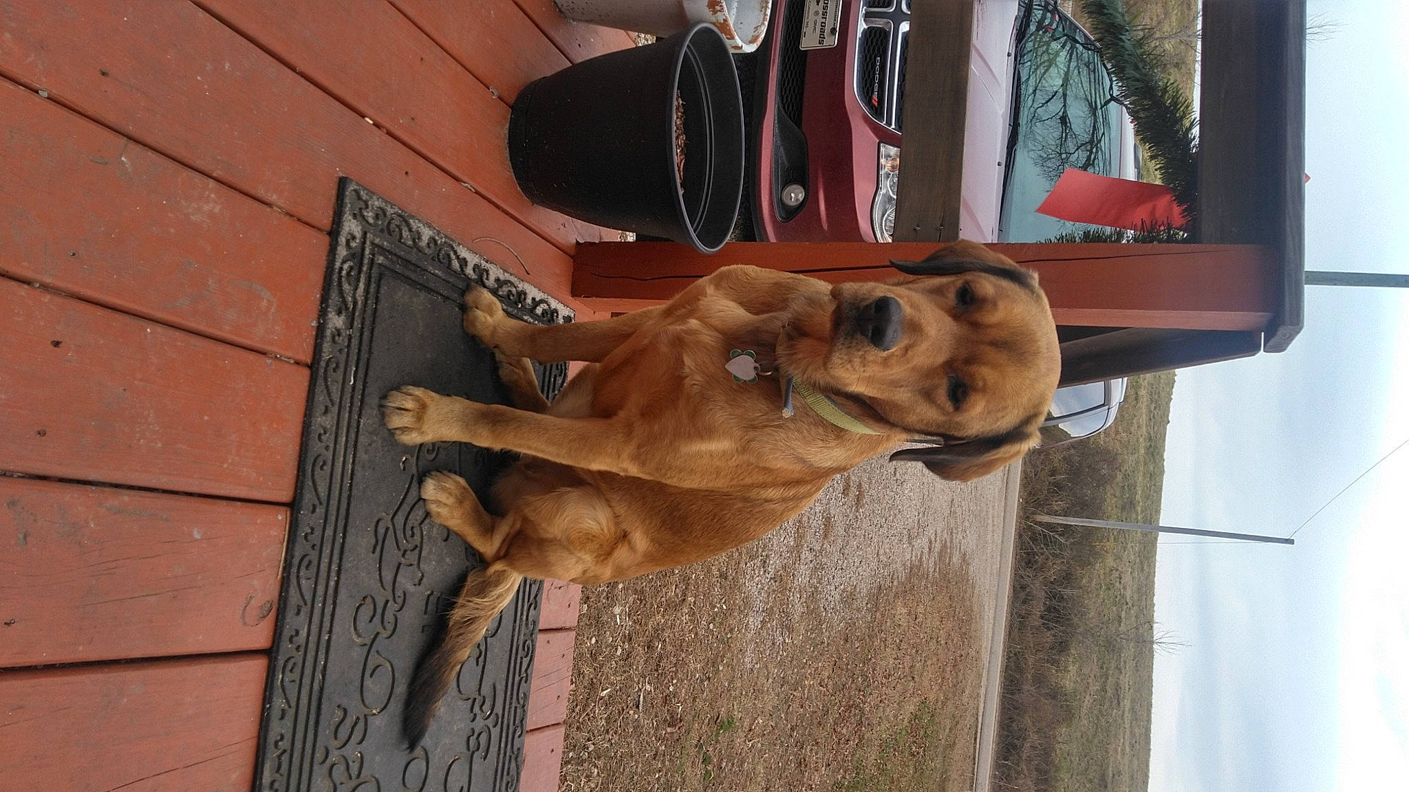 Hazel is registered to the contest to win money with this photo: art, canidae, carnivore, companion_dog, dog, dog_breed, door, facade, fawn, guard_dog, human_leg, liver, sculpture, snout, sporting_group, street_dog, thigh, window, wood, working_animal