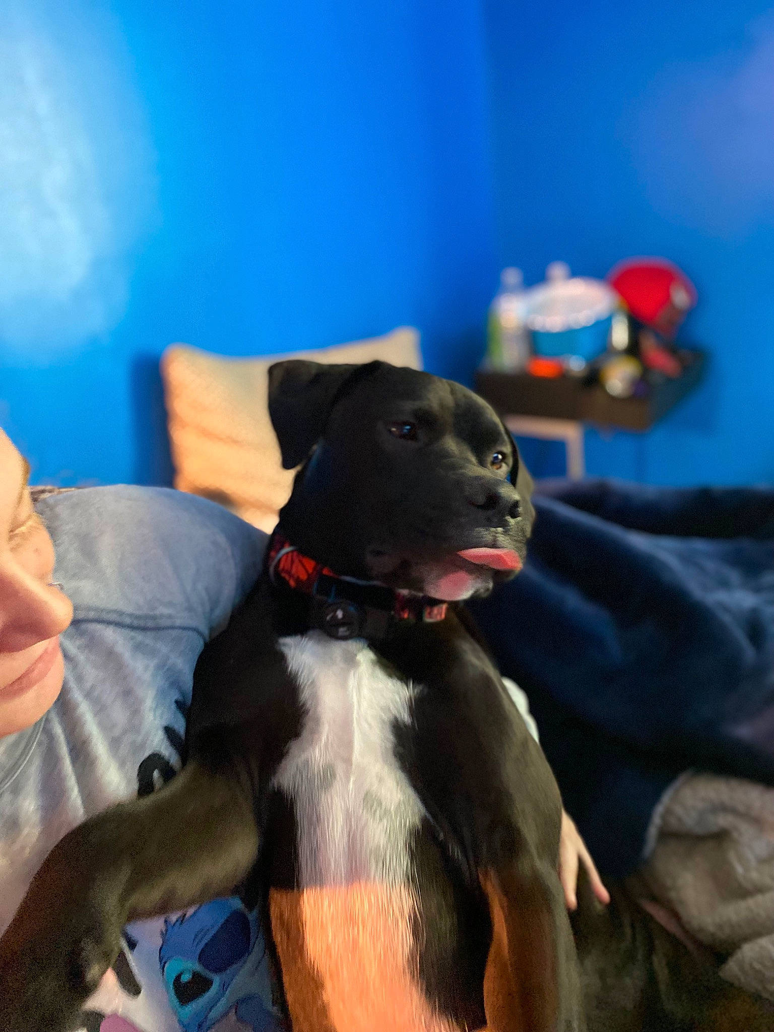 Chop joined the competition — help win amazing prizes! blue, canidae, carnivore, comfort, companion_dog, couch, dog, dog_breed, fawn, fur, guard_dog, non_sporting_group, sitting, snout, sporting_group, tail, terrestrial_animal, toy, whiskers, working_animal