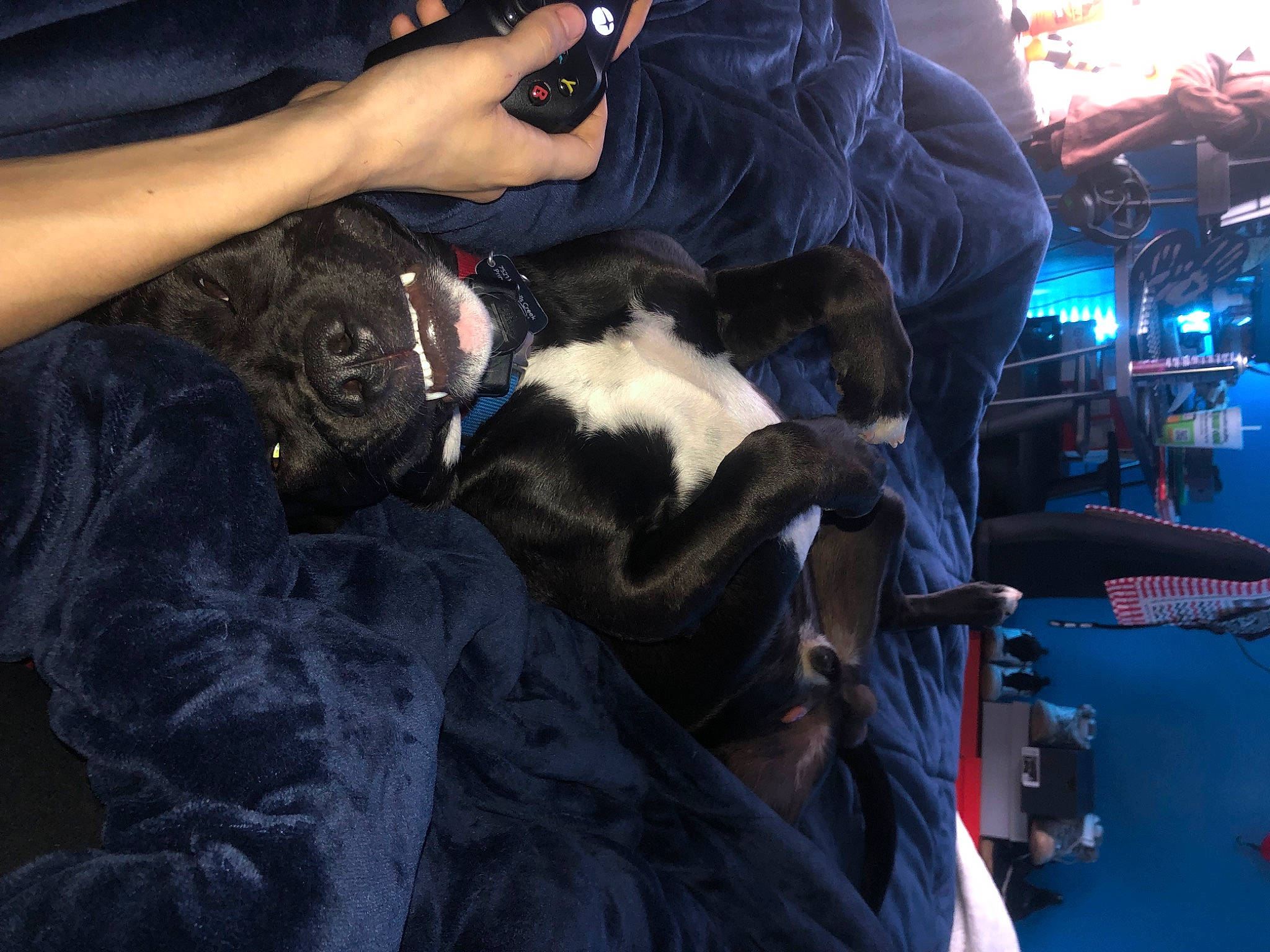 Chop is registered to the contest to win money with this photo: auto_part, beard, canidae, carnivore, comfort, companion_dog, couch, dog, dog_breed, event, eyewear, felidae, fur, gesture, guard_dog, microphone, sporting_group, sunglasses, thigh, tree