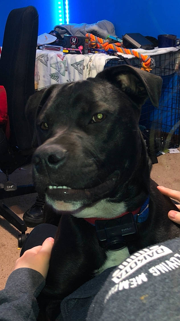 Chop joined the competition — help win amazing prizes! adventure, blue, borador, canidae, carnivore, collar, companion_dog, dog, dog_breed, dog_collar, fashion_accessory, fawn, fur, guard_dog, leash, personal_protective_equipment, snout, sporting_group, working_animal, working_dog