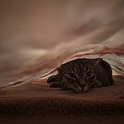 Tabby joined the competition — help win amazing prizes! cat, tabby, blanket, cozy, indoor, pet, animal, resting, sleepy, fur, cute, comfort, hideaway, soft, warm, mammal, domestic, quiet, relaxed, snuggle