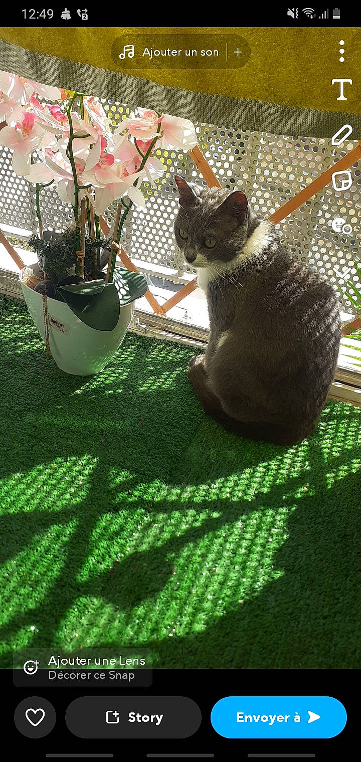 Nala participe au concours pour gagner de l'argent avec cette photo : basket, carnivore, cat, domestic_short_haired_cat, fawn, felidae, flower, flowerpot, fur, grass, green, houseplant, net, pattern, petal, plant, small_to_medium_sized_cats, tail, terrestrial_animal, whiskers