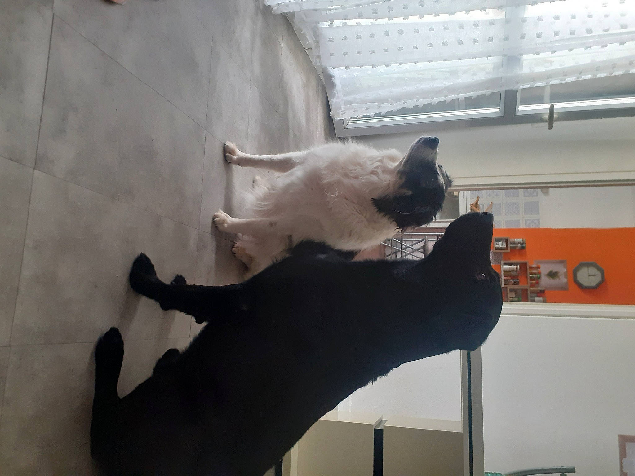 Kidy a rejoint le concours — aidez-le/la à gagner de superbes lots ! black_cat, canidae, carnivore, cat, cat_supply, comfort, dog_breed, domestic_short_haired_cat, felidae, fur, gesture, paw, room, sculpture, small_to_medium_sized_cats, snout, sporting_group, tail, whiskers, wood