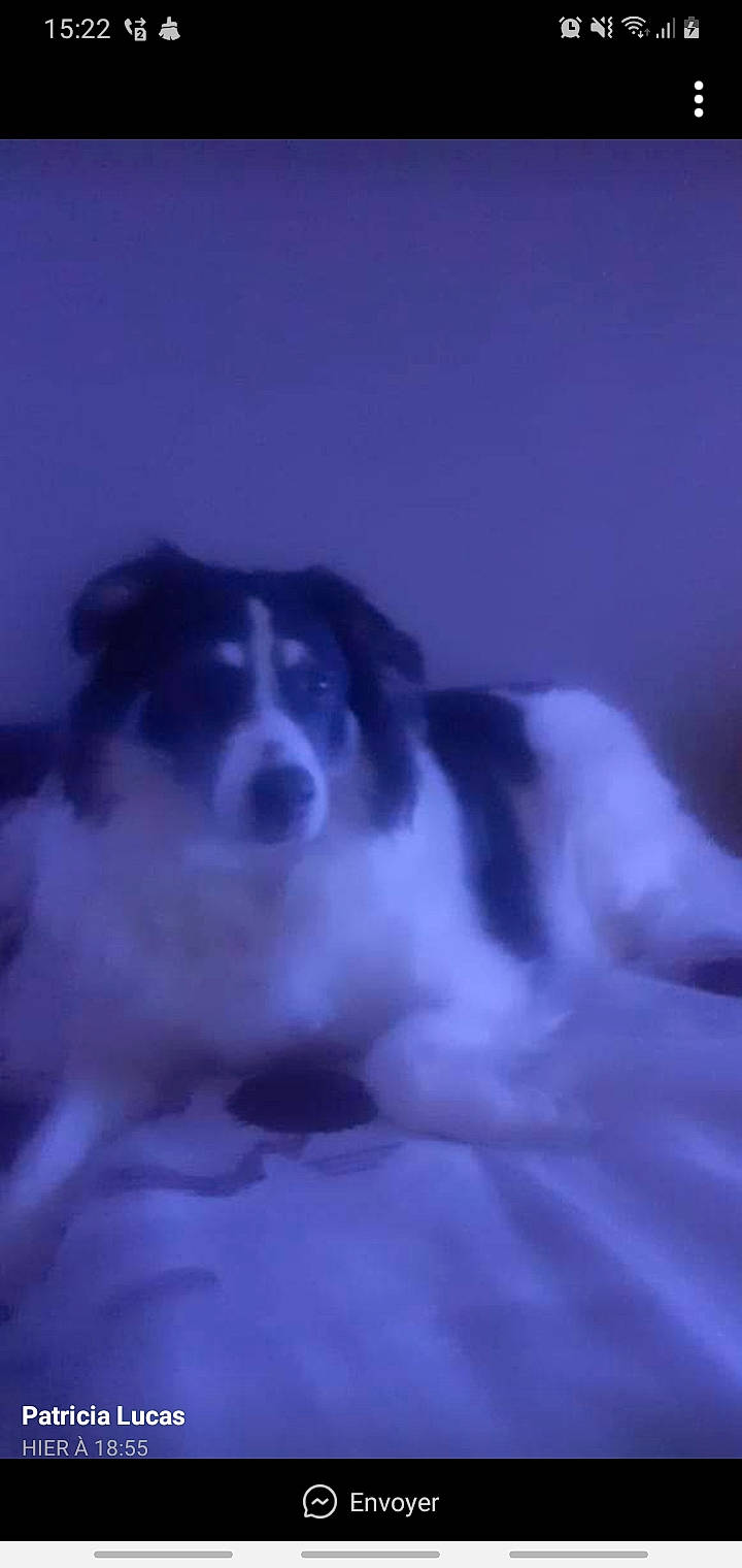 Kidy a rejoint le concours — aidez-le/la à gagner de superbes lots ! border_collie, carnivore, companion_dog, darkness, dog, dog_breed, electric_blue, fur, midnight, night, sky, whiskers