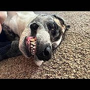 Sassy joined the competition — help win amazing prizes! dog, pet, carpet, close_up, lying_down, teeth, mouth, playful, animal, canine, fur, snout, nose, tongue, indoor, cute, expression, whiskers, relaxed, funny