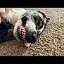 dog, pet, carpet, close_up, lying_down, teeth, mouth, playful, animal, canine, fur, snout, nose, tongue, indoor, cute, expression, whiskers, relaxed, funny