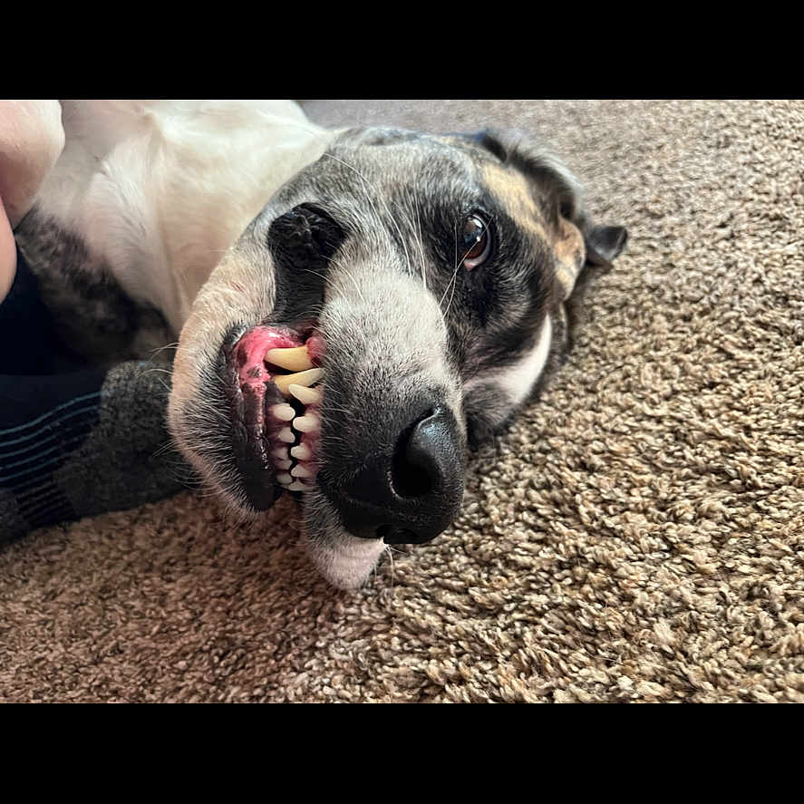 Sassy joined the competition — help win amazing prizes! animal, canine, carpet, close_up, cute, dog, expression, funny, fur, indoor, lying_down, mouth, nose, pet, playful, relaxed, snout, teeth, tongue, whiskers