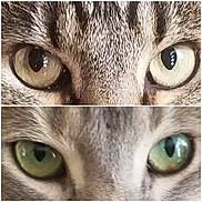 Zéphyr Bise participe au concours pour gagner de l'argent avec cette photo : cat, close_up, eyes, fur, animal, pet, face, whiskers, portrait, green_eyes, brown_eyes, tabby, feline, collage, cute, nature, mammal, looking, intense, macro