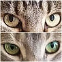 cat, close_up, eyes, fur, animal, pet, face, whiskers, portrait, green_eyes, brown_eyes, tabby, feline, collage, cute, nature, mammal, looking, intense, macro
