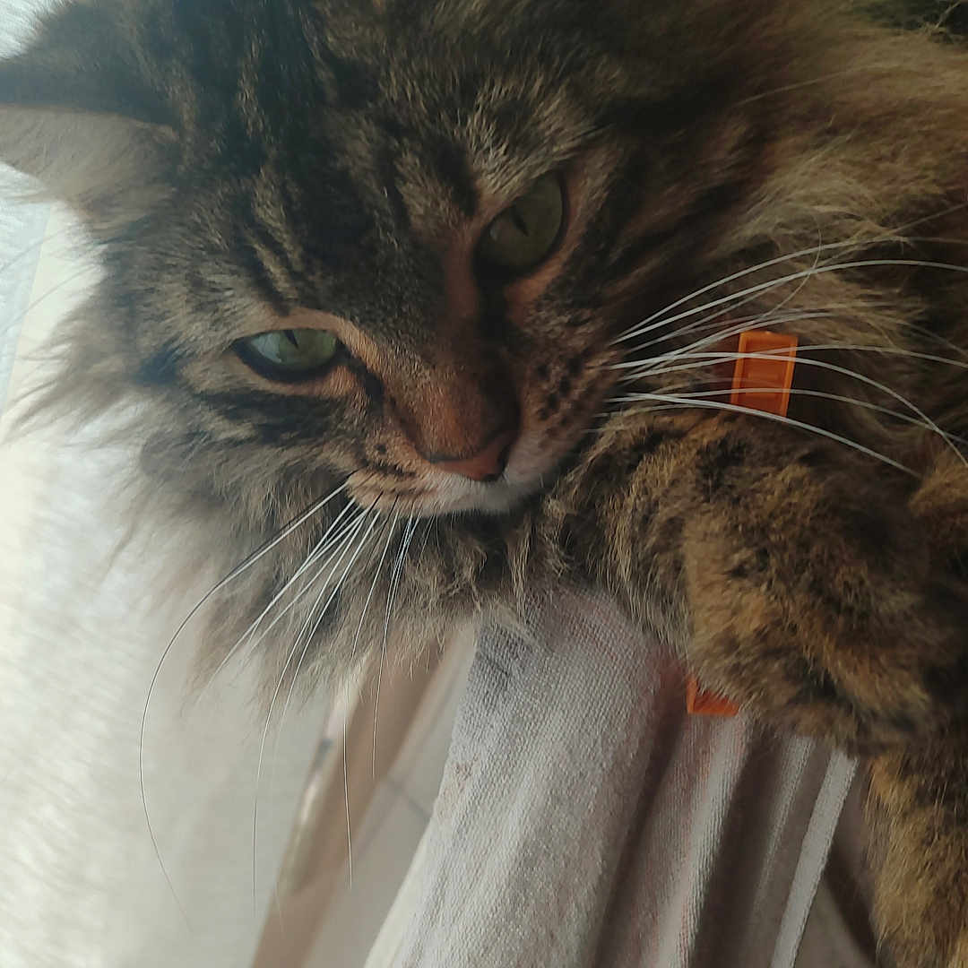 Octavia participe au concours pour gagner de l'argent avec cette photo : cat, closeup, cozy, curtain, domestic_animal, ear, fabric, face, feline, fluffy, green_eyes, indoor, long_hair, nose, paw, pet, portrait, tabby_cat, whiskers, window_light