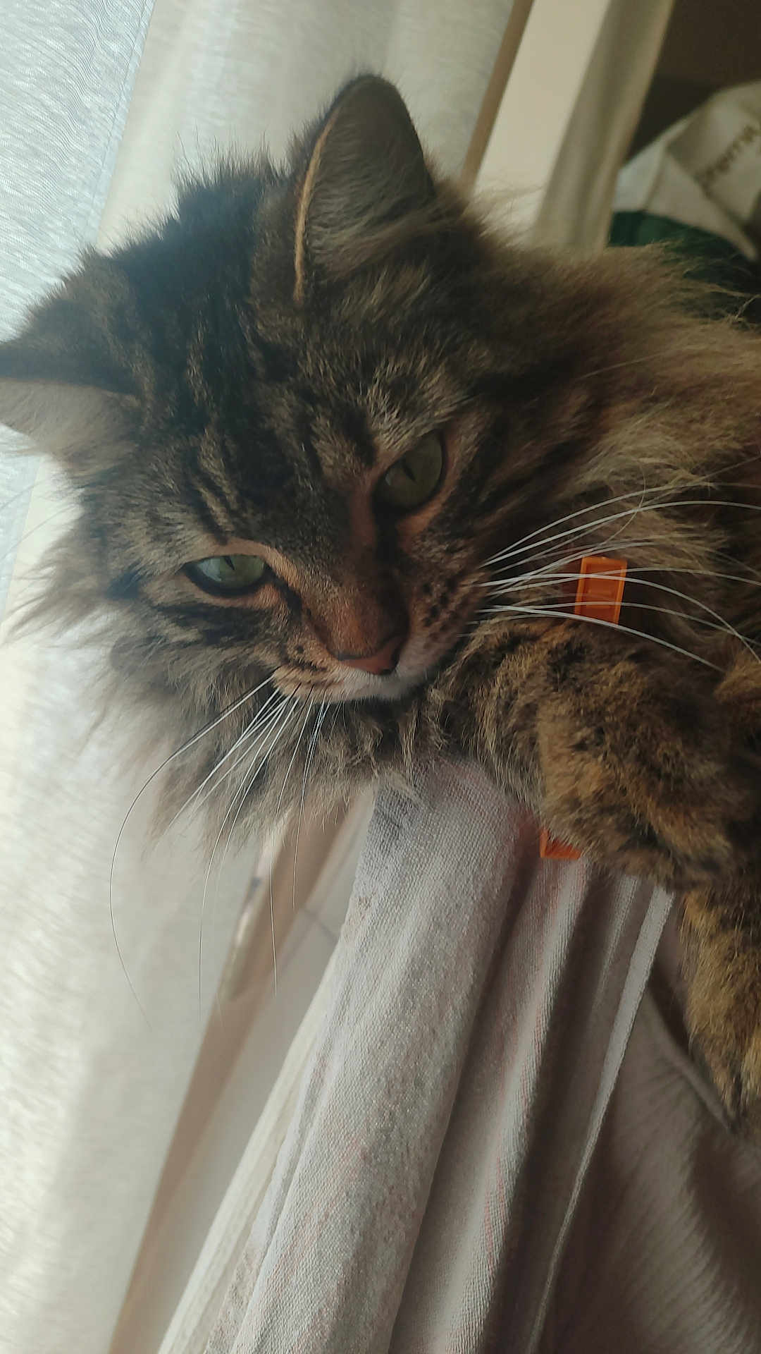 Octavia participe au concours pour gagner de l'argent avec cette photo : cat, tabby_cat, feline, pet, fluffy, long_hair, whiskers, green_eyes, ear, paw, nose, face, closeup, portrait, indoor, curtain, fabric, window_light, domestic_animal, cozy