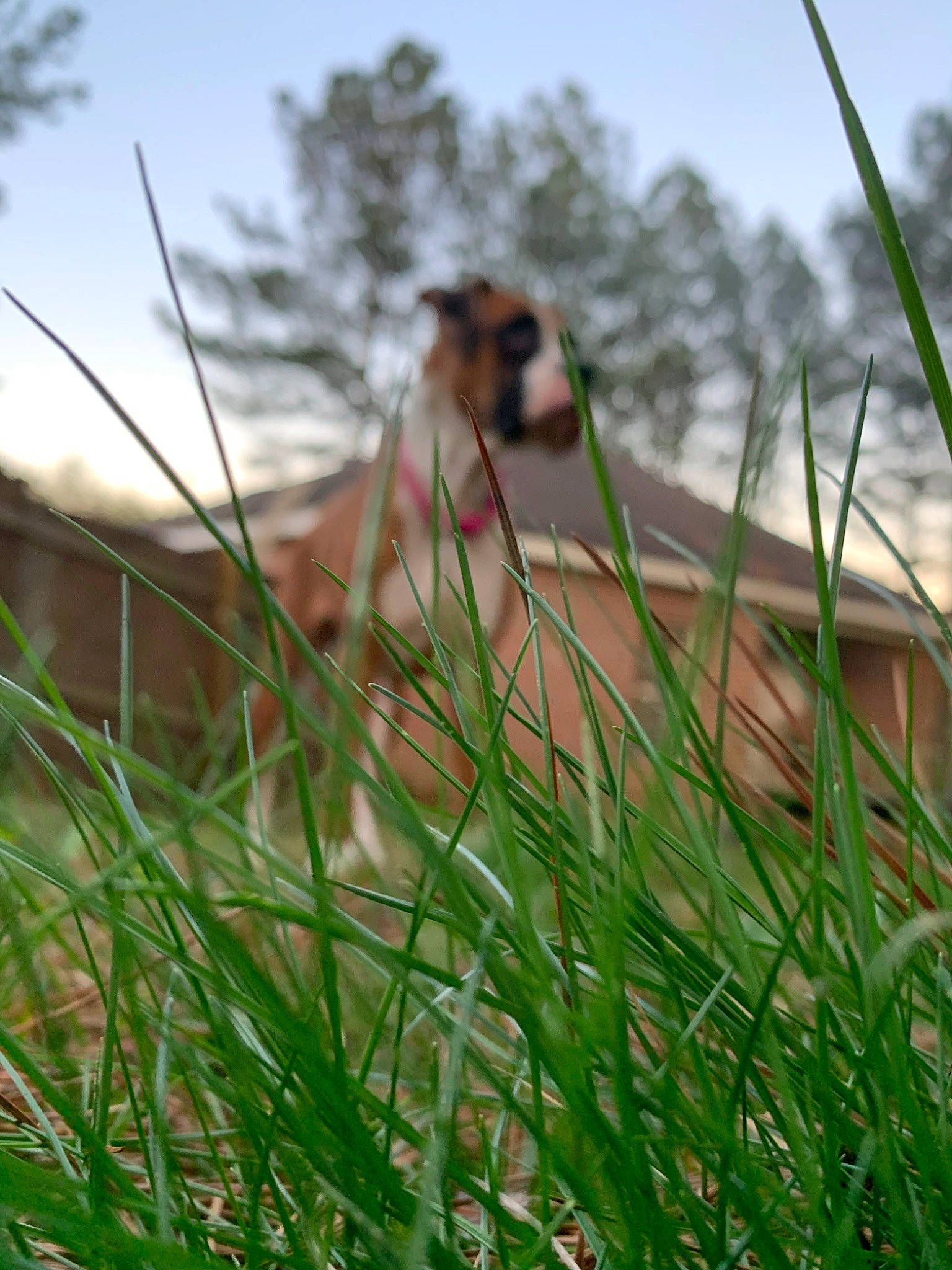 Astrid joined the competition — help win amazing prizes! canidae, carnivore, dog, dog_breed, fawn, grass, grass_family, plant, sedge_family, sporting_group